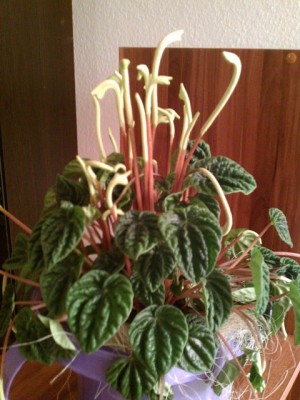 IMAG0466.jpg