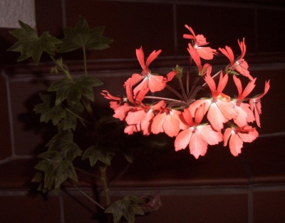 2012-05-12 - Pflanzen 016.jpg