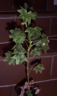 2012-05-12 - Pflanzen 015.jpg