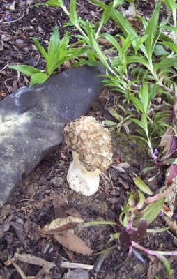 2012-05-12 - Pflanzen 013.jpg