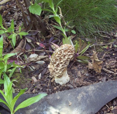 2012-05-12 - Pflanzen 012.jpg