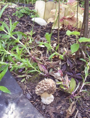 2012-05-12 - Pflanzen 011.jpg