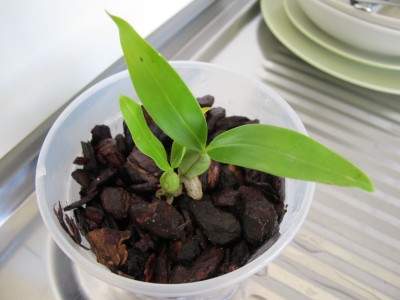 Orchidee1.jpg