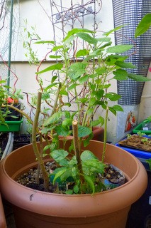1-P1020604.JPG