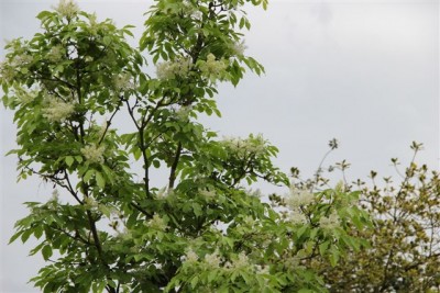 unbekannter Baum.jpg