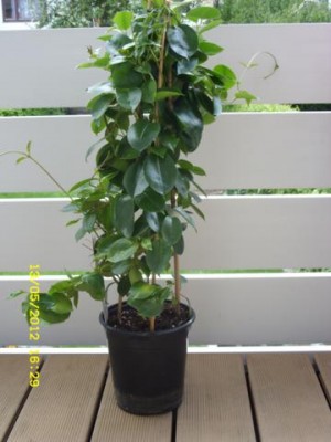 Photo1.jpg