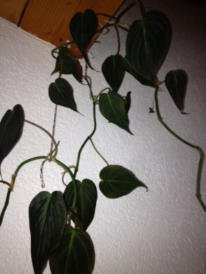 Foto1.jpg
