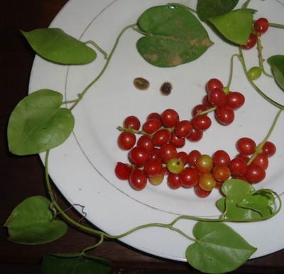 Disciphania ernstii.jpg