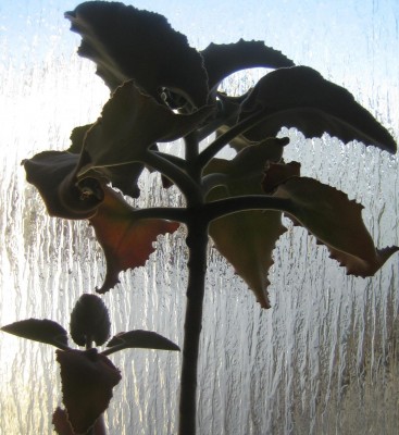 Kalanchoe-Beharensis.jpg