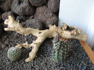 Frostharte 05.jpg