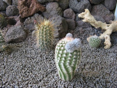 Frostharte 03.jpg