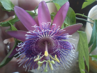 P. Corry Rooymanns.JPG