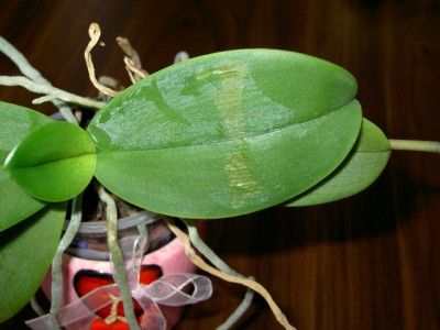 aloe vera saft pur trinken nu3 Bio Aloe Vera Saft main image 0