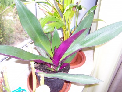 Grun Pflanze Mit Lila Blattunterseite Tradescantia Spathace Pflanzenbestimmung Pflanzensuche Green24 Pflanzen Garten Forum