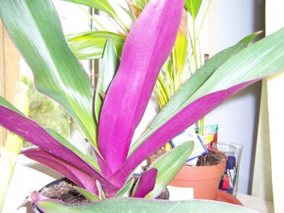 Grun Pflanze Mit Lila Blattunterseite Tradescantia Spathace Pflanzenbestimmung Pflanzensuche Green24 Pflanzen Garten Forum
