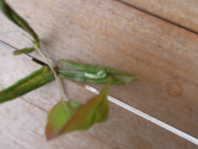 Raupen auf Rosen 001.JPG