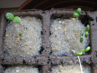 Schnittblumenmischung.jpg