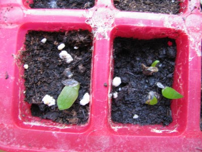 Aloes.jpg