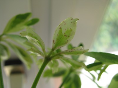 Schefflera Janine.jpg
