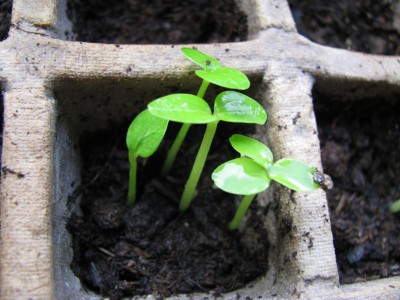 Schefflera Mutanten.jpg