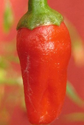 Garten 049.jpg