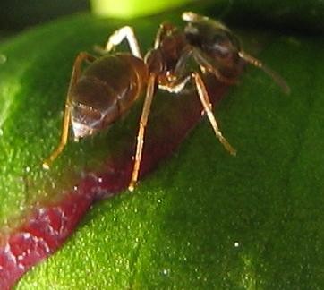 Garten 045.jpg