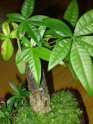 PICT0118.JPG