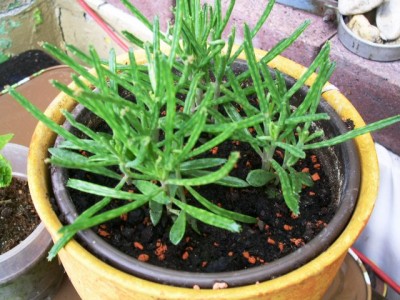 PICT0050.JPG