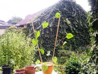 PICT0048.JPG