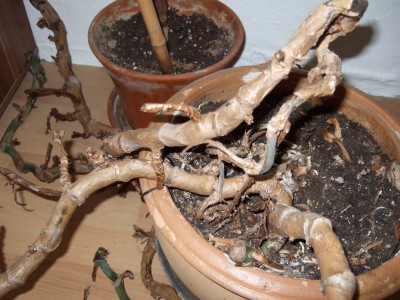 DSCF0712.JPG