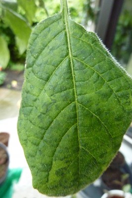 ET Blatt (2).JPG