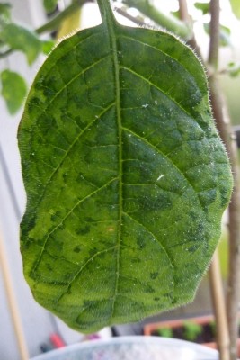 ET Blatt.JPG