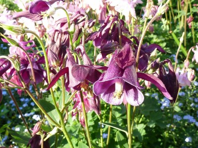 20120516 023 - Kopie (800x600).jpg