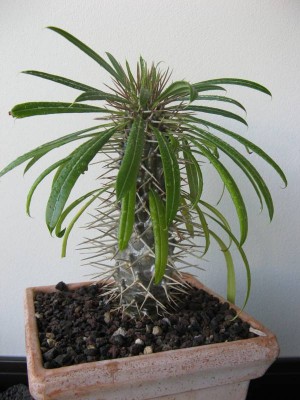 Pachypodium lamerei - Pflanze.JPG