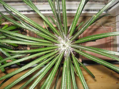 Pachypodium geayi - Blätter.JPG