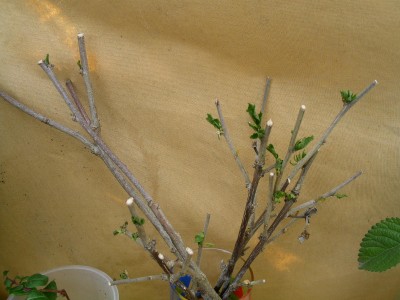 PICT0059.jpg