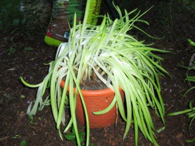 CIMG5561_800x600.jpg