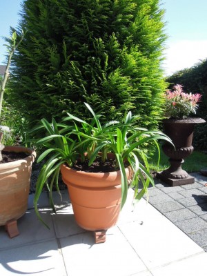 bilder17052012 006.JPG