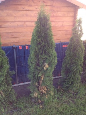 Thuja3.jpg