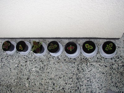 P9020125.JPG