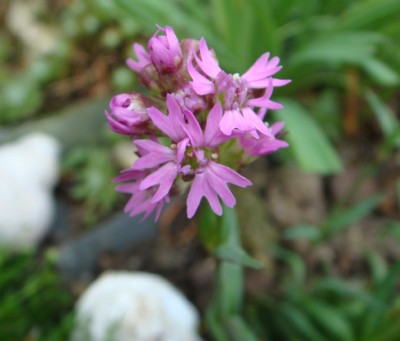 Lychnis alpina.jpg