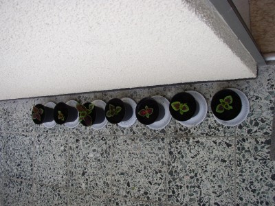 P9020123.JPG