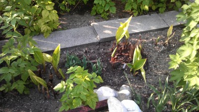 IMAG0055.jpg