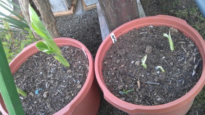IMAG0051.jpg