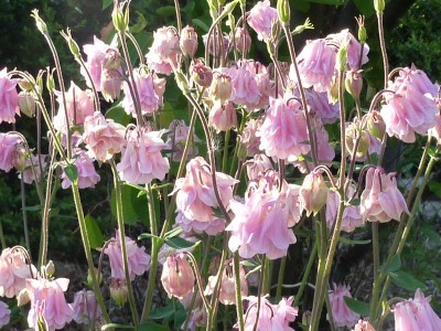 20120517 043 (800x600).jpg