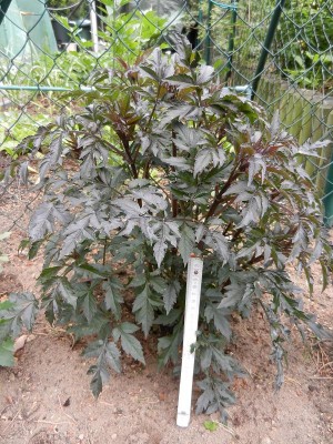 Bishop of Llandslaff.JPG