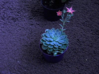PICT2279.JPG