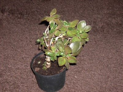 PICT2276.JPG
