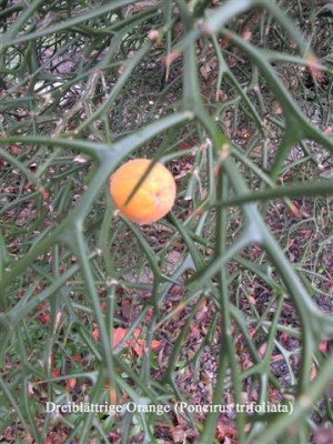 Poncirus trifoliata (2).jpg