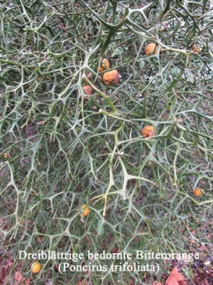 Poncirus trifoliata (1).jpg
